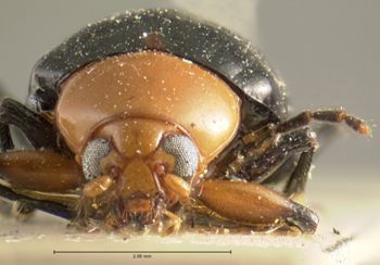 Media type: image; Entomology 9826   Aspect: head frontal view